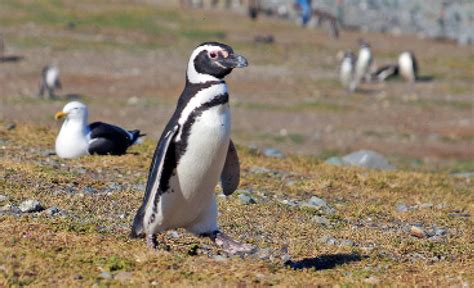 Una Aventura Al Alcance De Todos Monumento Natural Los Pingüinos Fem