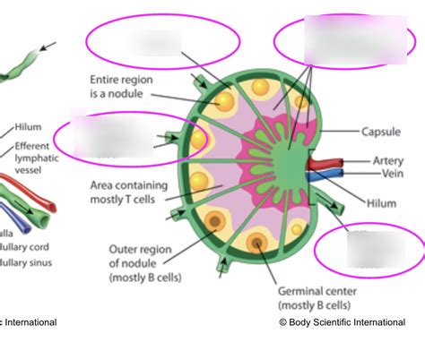 Lymph Node Structure Diagram Quizlet