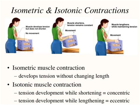Sexercises Isometric And Isotonic