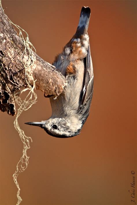 Chris The Photog Bird Photography Beautiful Birds Backyard Birds