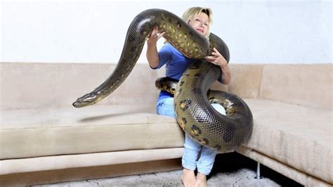 Anaconda Snake Facts Fights Size Length And Attacks