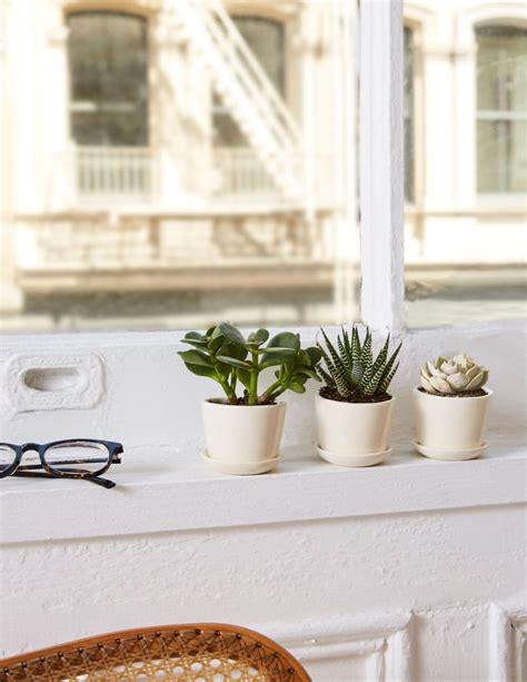 The Ezra Trio Best Office Desk Plants Popsugar Home Uk Photo 4