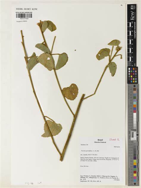 Pavonia Grandiflora Ast Hil Plants Of The World Online Kew Science