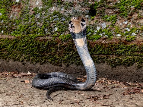 Practical Venomous Snake Id Guide —