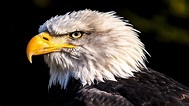 Die 71+ Besten Adler Hintergrundbilder