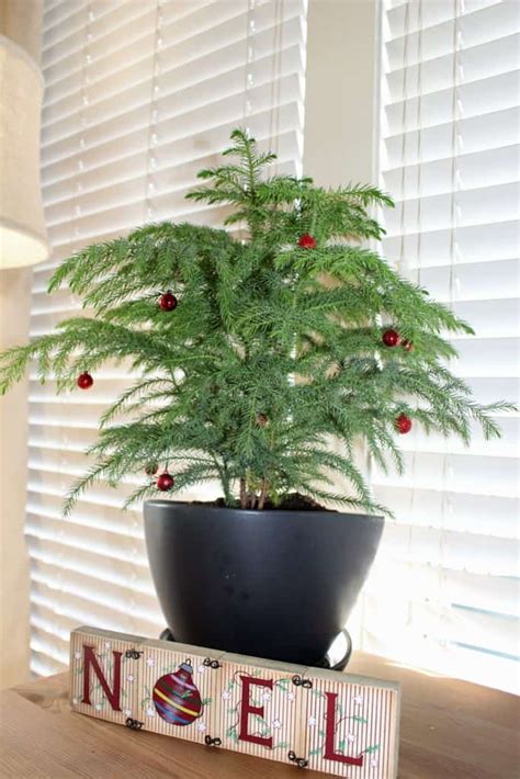 The 5 best christmas houseplants to decorate your home. Decorate for Christmas with Plants - Love Our Real Life
