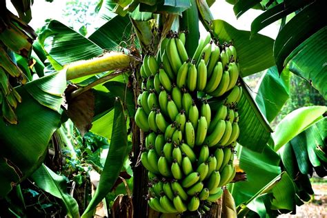 Banana Farming In Kenya How To Earn A Steady Monthly Income Ke