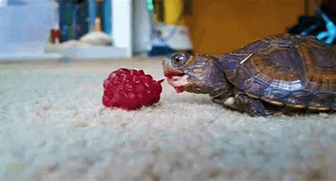 Turtle  Find And Share On Giphy