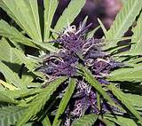 Purple Marijuana Buds Photos