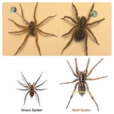 Spider Identification Guide Pestnet Wolf Spiders Cute