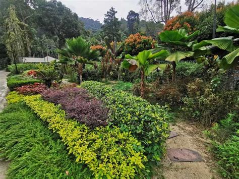 Share to twitter share to facebook share to pinterest. Taman Botani Pulau Pinang - Penang Botanical Garden ...