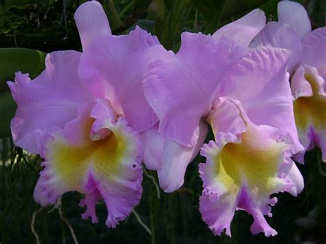 more beautiful cattleya orchids to admire in thailand and these are fragrant too