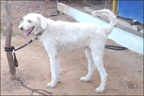 Happy Dogs Kennel In Hitech City Hyderabad 500081 Sulekha Hyderabad