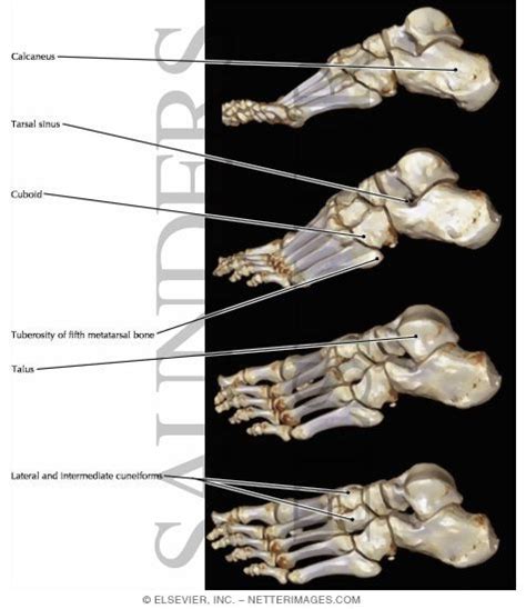 Foot Osteology Lateral View