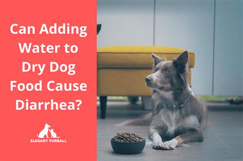 Can Adding Water To Dry Dog Food Cause Diarrhea Pets Plus