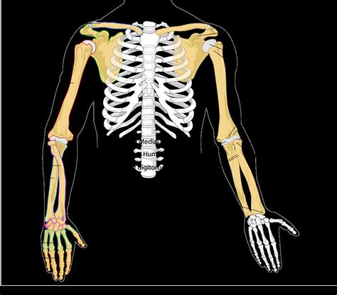 What Are The Bones In The Arms Called