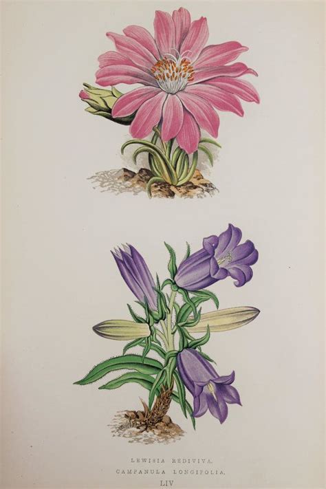 Antique Botanical Print 1870s Alpine Chromolithograph By David Wooster