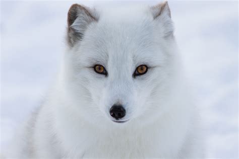 Arctic Fox In Winter