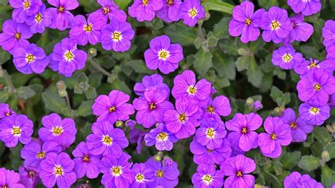 Purple Flower Spring Nature Free Photo On Pixabay Pixabay