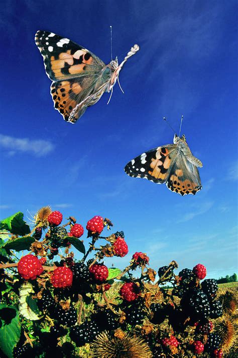 Painted Lady Butterflies Photograph By Dr John Brackenburyscience