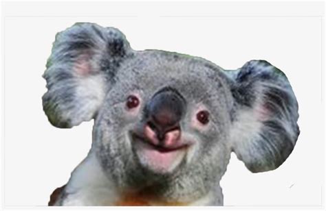 Koala Png Koala Smile Transparent PNG X Free Download On NicePNG