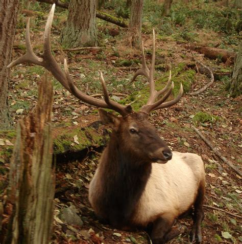 Roosevelt Elk Wikipedia