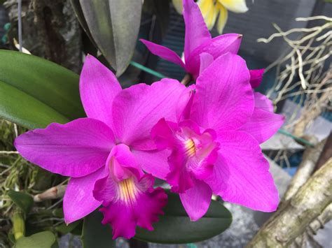 Cattleya Orchid Potting Medium