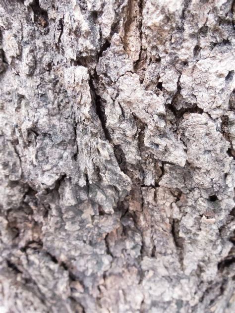 The Bark Is Rough Dark Brown Stock Image Image Of Commercial Brown