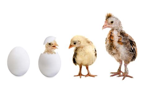 chicken growth stages how chickens grow throughout their lives