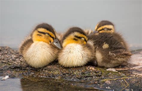 Sleeping Baby Ducks Anthony Seim Flickr