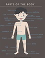 Anatomy Of The Human Body Free Printables For Kids - kulturaupice