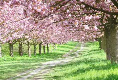 Laeacco Spring Photography Backgrounds Cherry Blossom Tree Path Scene