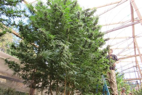 Think You Have The Biggest Cannabis Tree Show Us Leafly