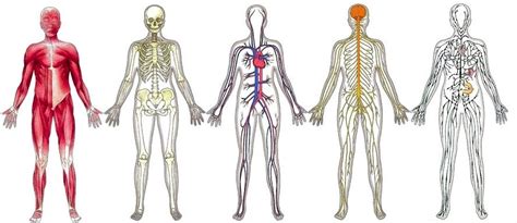 Overview Of The 11 Body Systems Diagram Quizlet