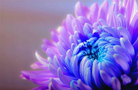 Chrysanthemum Flower Meaning Symbolism And Colors