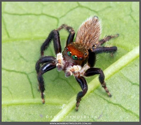 Are You Sharing Your House With These Common Jumping Spiders