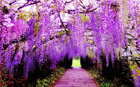 Epic Best 25 Beautiful Japanese Flower Gardens Ideas That You Need To