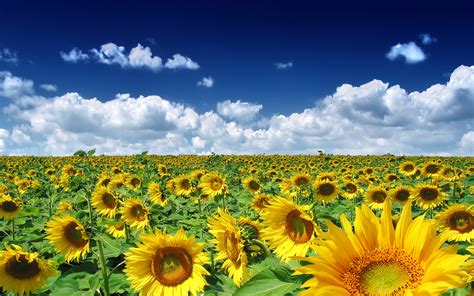 Sunflowers Field Wallpaper 2560x1600 32054