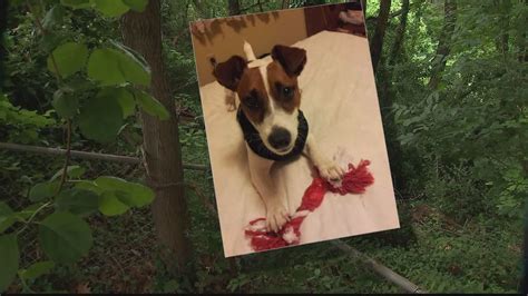 Dog Killed By Coyote In Fairfax County