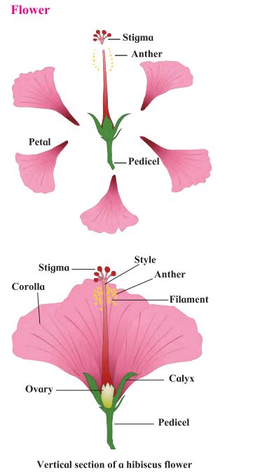 Maharashtra Board Class 7 Science Solutions Chapter 2 Plants Structure