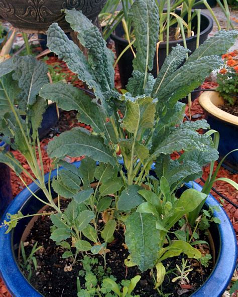 Kale Nero Toscano Sunnyvale Garden