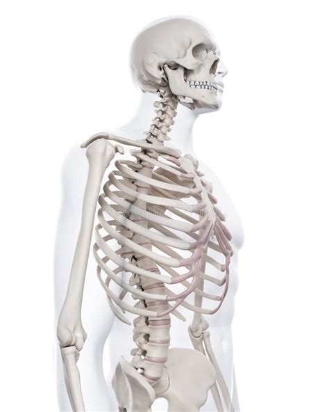 Skeletal Thorax Stock Illustration Illustration Of Anatomy 34164223