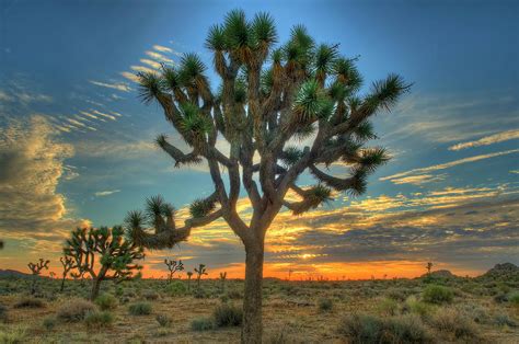 Joshua Tree At Sunrise Photograph By Photograph By Kyle Hammons Fine