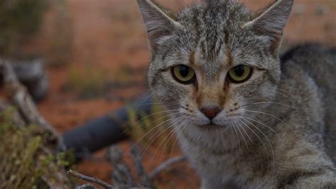 We May Have To Assist Australian Marsupials Cats Evolution Scientists