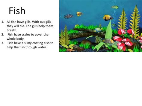 Ppt Fish Powerpoint Presentation Free Download Id2637872