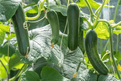 Cucumber Plant Stages What To Know