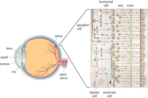 Structure Of The Retina Science Questions Single Celled Organisms