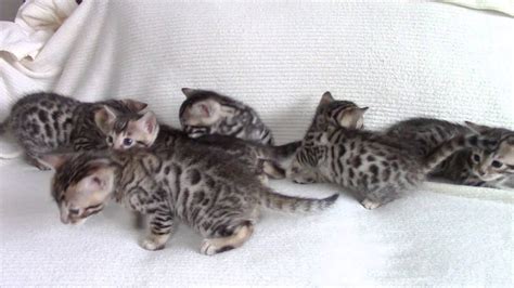 Baby Bengal Kittens Youtube