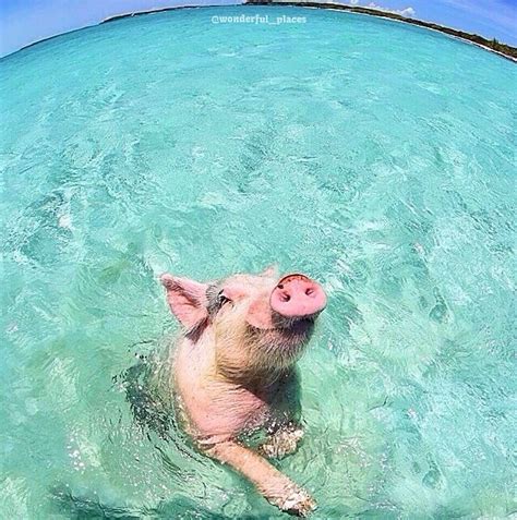 Pig Beach Bahamas Exuma Bahamas Animals Beautiful Cute Animals Pig