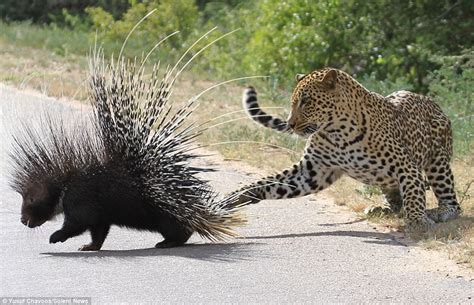 Leopard Ends Up With A Porcupines Quill Up Its Nose After Trying To